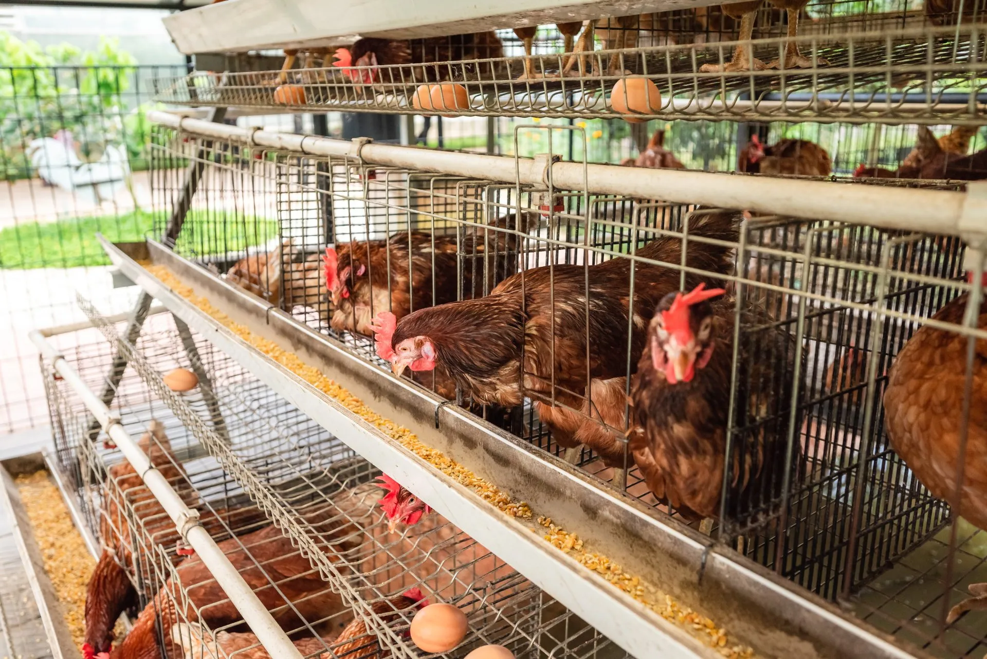 Pick & Pay Eggs