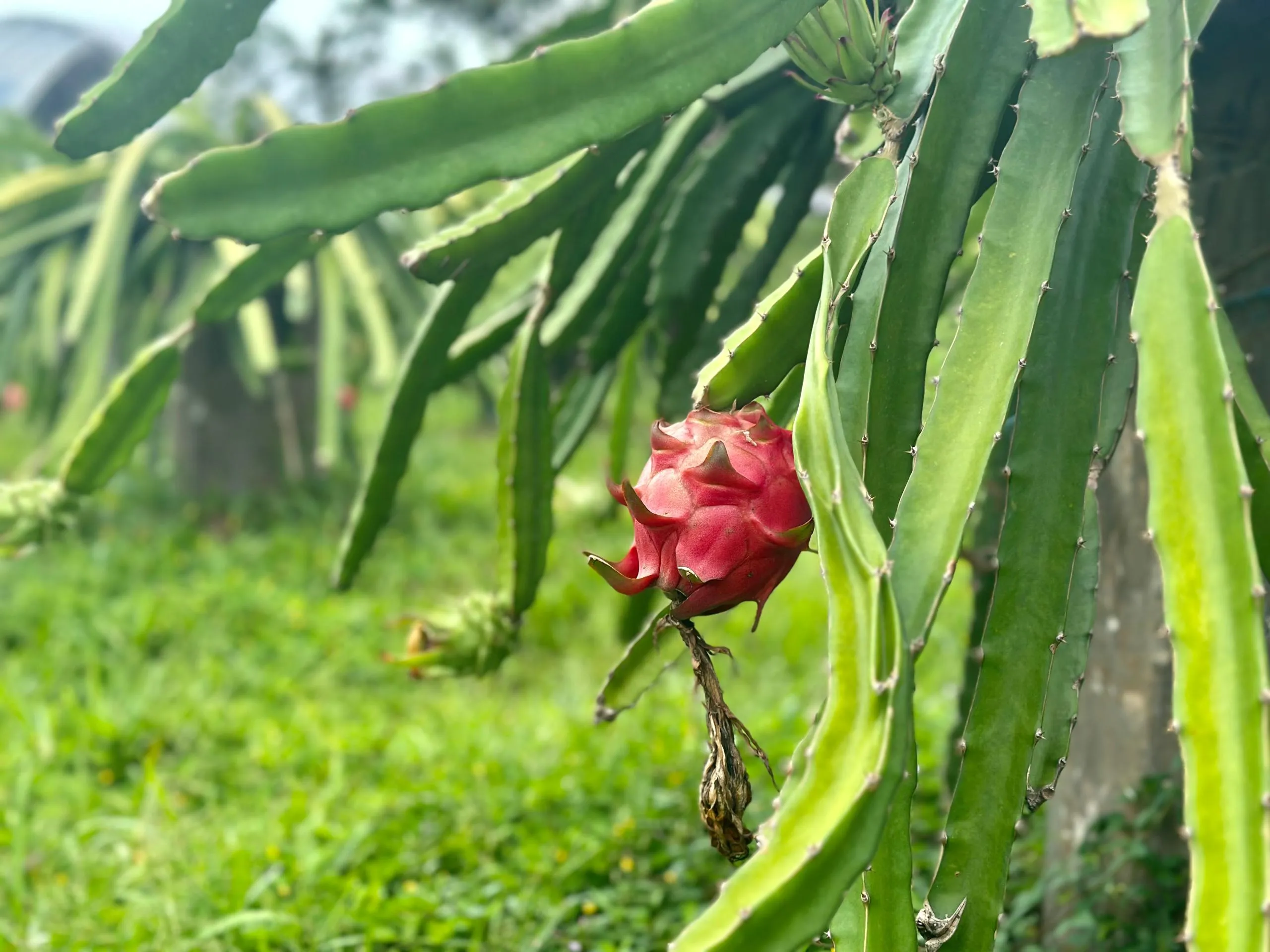 Dragon Fruit
