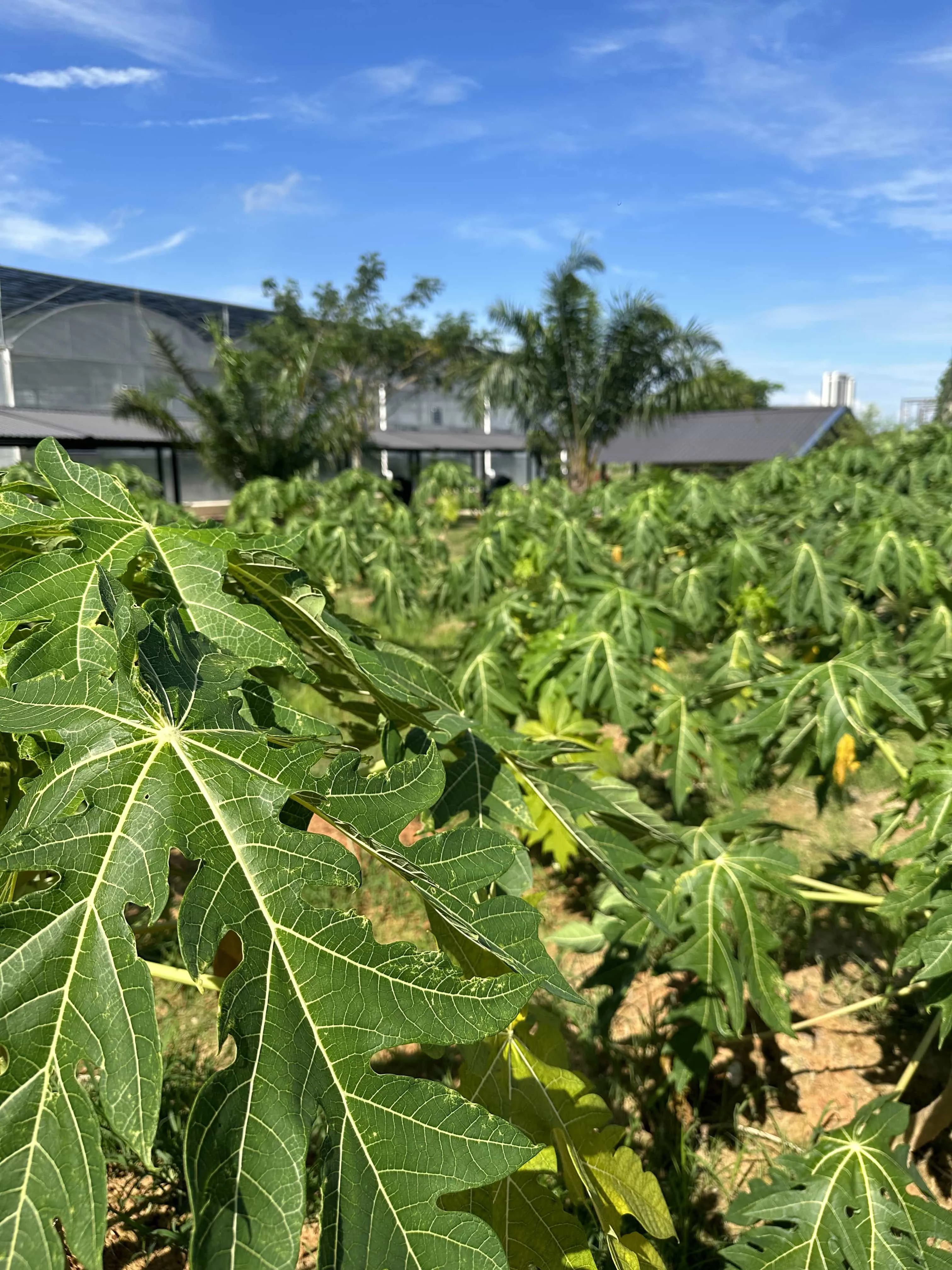 Papaya Plot