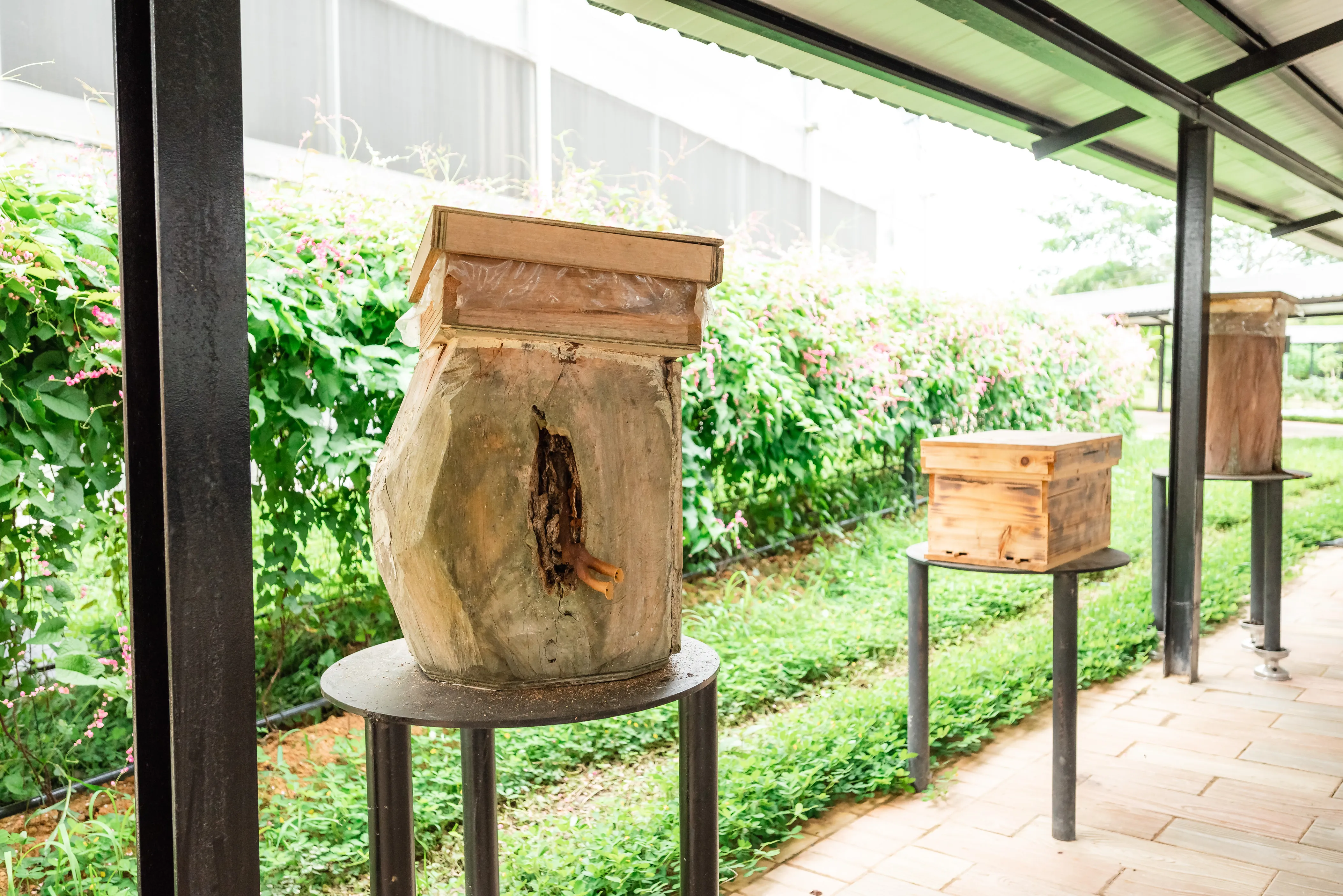 Bee Hive