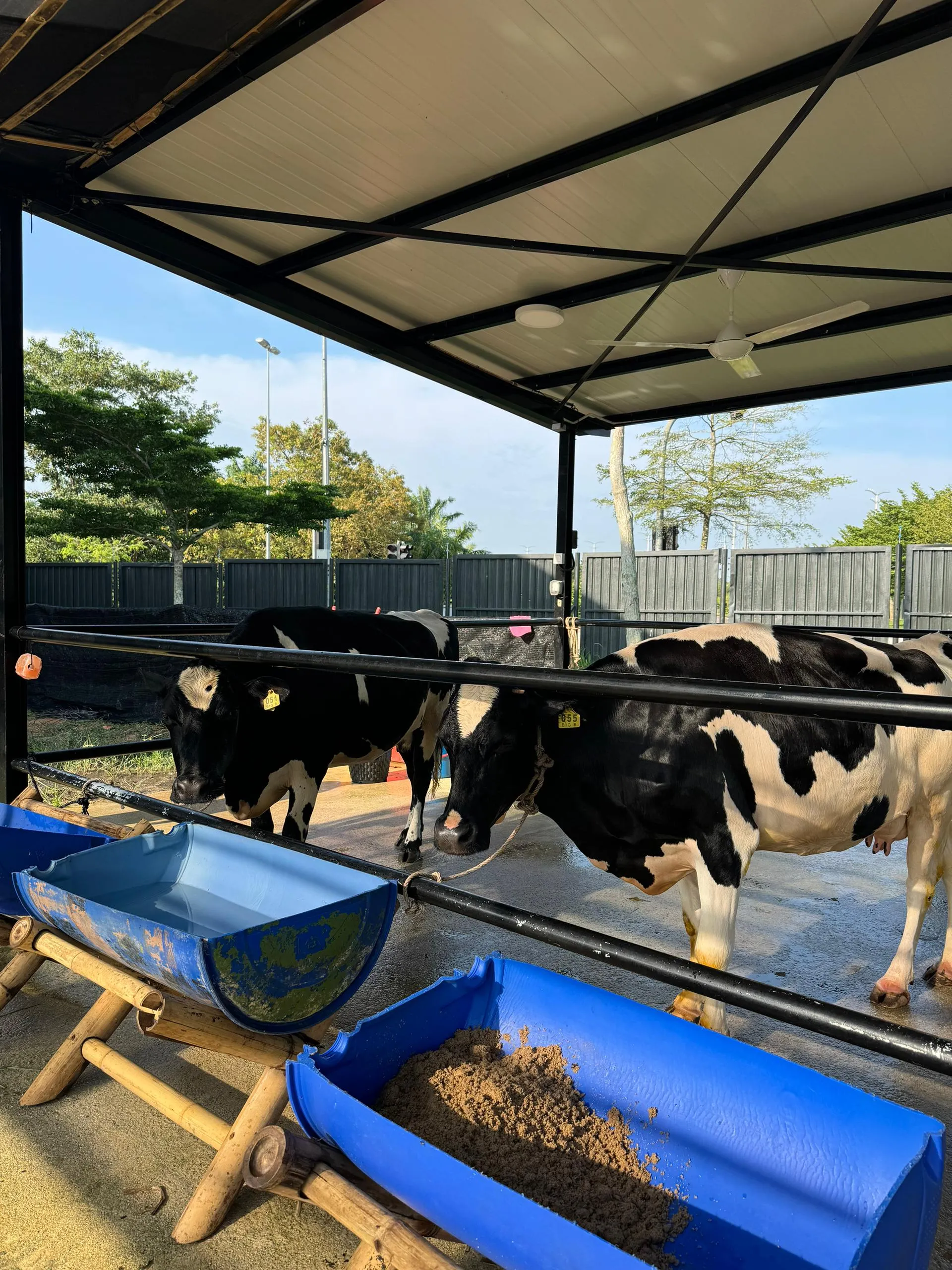Cow