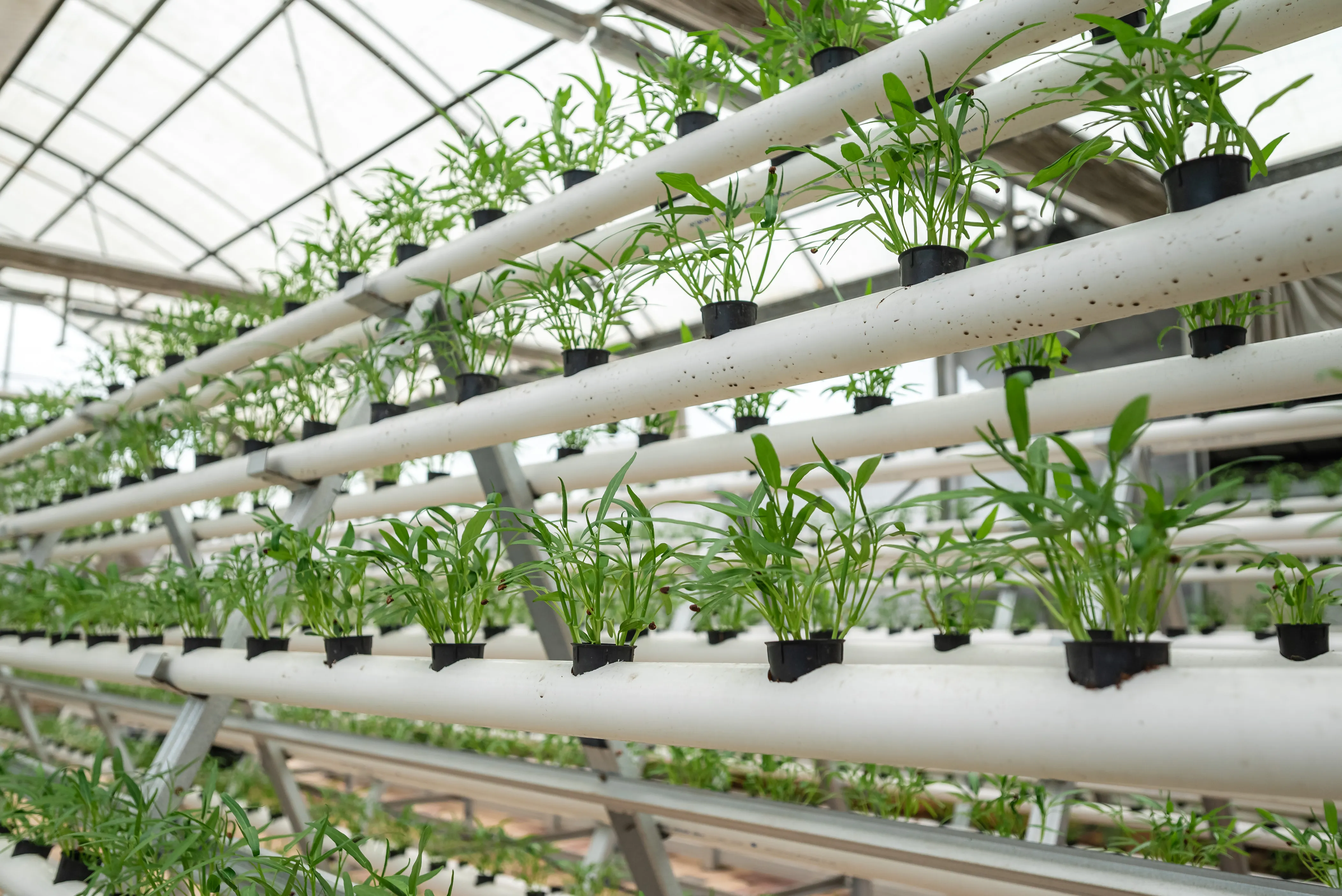 Hydroponics